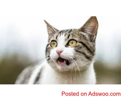Tornado Preparation Tips For Pet Owners - Veterinarians in Bennington, NE