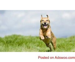Tips For Fostering Pets - Animal Hospital in Louisville, CO
