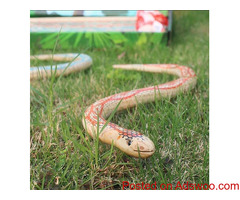 Wooden Snake Tricky Toy