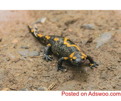 What Should I Feed My Salamander? - Veterinarians in Burlington, ON