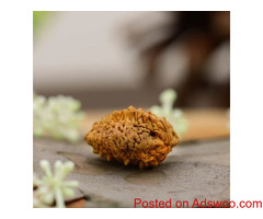 2 Mukhi Rudraksha