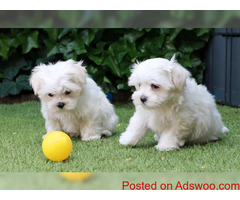 Maltese Puppies for Adoption with Papers