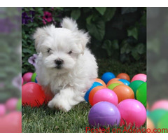 Maltese Puppies for Adoption with Papers
