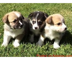 Corgi puppies ready now