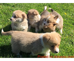 Corgi puppies ready now