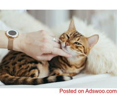 Fluffy’s Year In Review - Pet Clinic in Clinton, UT