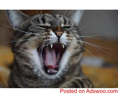 Is Your Cat Bored? - Pet Clinic in De Pere,  WI