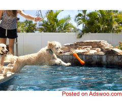 Swim Safety For Fido - Veterinarian in Apple Valley MN