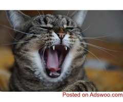 Is Your Cat Bored? - Vets in Unionville, ON