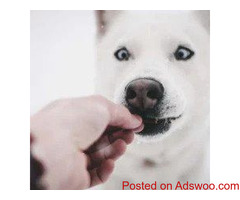 August 1st Is DOGust Day - Veterinarian in Greenbrae, CA