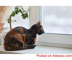 Internet Cat Day - Vet Clinic in Manlius, NY