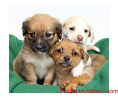 Winter Paw Care Tips For Fido - Vet in California, MD