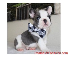 Buy Dolly Female French Bulldog puppy - adorablefrenchiehome