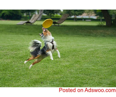 Back To School Pet Safety - Veterinarian in Jefferson County, PA