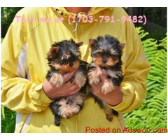 Beautiful Purebred Yorkie Puppies
