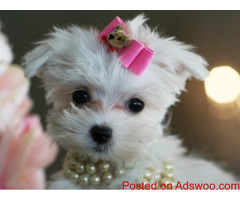 loving KC reg Maltese pups for sale. text/call 323 451 5539