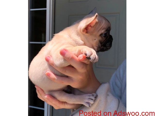 Registered French Bulldog Puppies for sale. text/call 323 451 5539 - 1/1