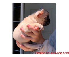 Registered French Bulldog Puppies for sale. text/call 323 451 5539
