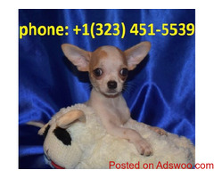 s-m-a-ll ch-i-hua-hua pu-pp-ies f-o-r s-a-le. text/call 323 451 5539