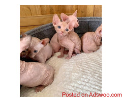 Full Pedigree Sphynx Kitten stunning