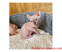 Full Pedigree Sphynx Kitten stunning