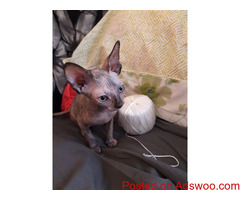 Full Pedigree Sphynx Kitten stunning