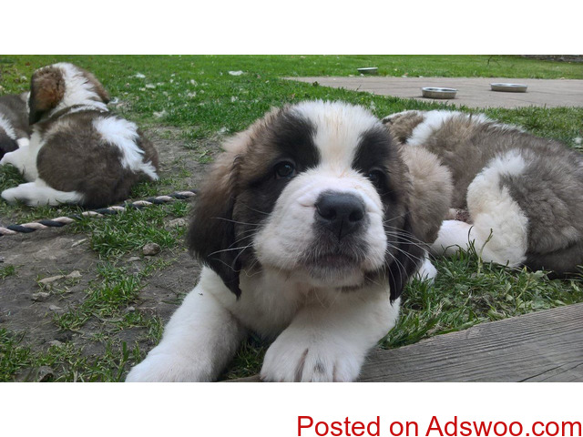 Register Saint Bernard Puppy's For Sale - 1/3