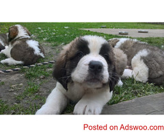 Register Saint Bernard Puppy's For Sale