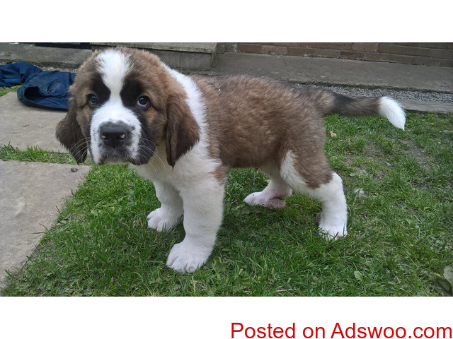 Register Saint Bernard Puppy's For Sale - 2/3