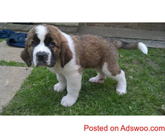 Register Saint Bernard Puppy's For Sale