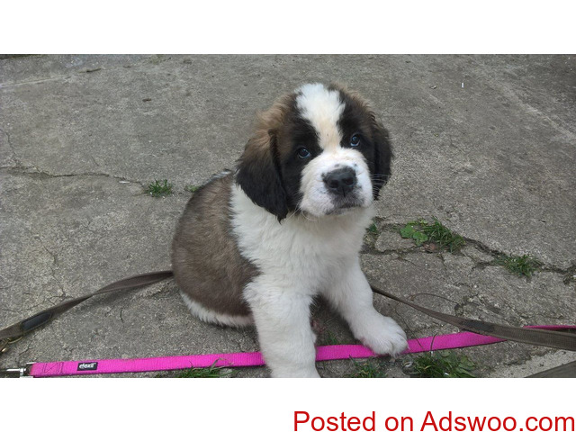 Register Saint Bernard Puppy's For Sale - 3/3