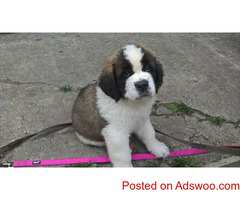 Register Saint Bernard Puppy's For Sale