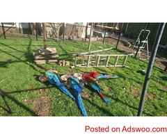 BREEDING PAIRS OF AFRICAN GREYS, MACAWS, ELECTUS, AND THEIR BABIES