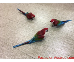 BREEDING PAIRS OF AFRICAN GREYS, MACAWS, ELECTUS, AND THEIR BABIES