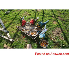 BREEDING PAIRS OF AFRICAN GREYS, MACAWS, ELECTUS, AND THEIR BABIES