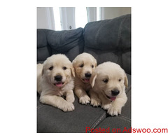 Cleans Golden Retriever Puppies For Sale