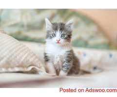 Vaccinations - Veterinarian in Dutchess County NY