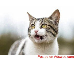 Caring For A Scaredy Cat - Veterinarians in York, PA