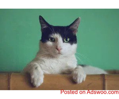 Litterbox Tips - Vet in York County PA