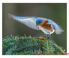 Celebrating Pet Birds - Veterinarians in Fox Lake, IL
