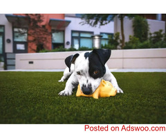 Canine Enrichment - Veterinarians in Carrollton, GA