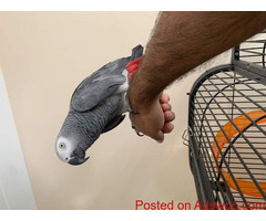 African gray parrots