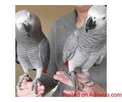African gray parrots