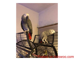 African gray parrots