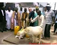 The most powerful spiritual herbalist native doctor in Nigeria