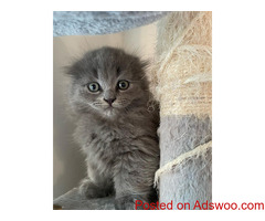 Munchkin cats for sale