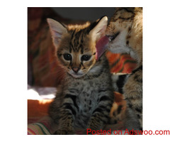 Lovely golden male and female F1, savannah kitten for sale.