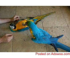 Intelligent and Talking Blue and Gold macaw parrots