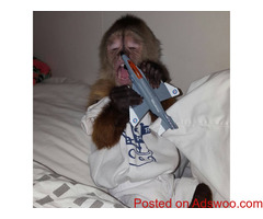 Capuchin Monkeys Available