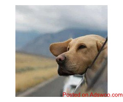 Autumn Hikes With Fido - Veterinarian in Southeast Denver, CO